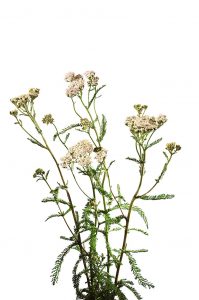 Gemeine Schafgarbe, Achillea millefolium, Asteraceae